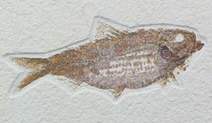 Knightia Alta Fossil Fish - Wyoming #57068